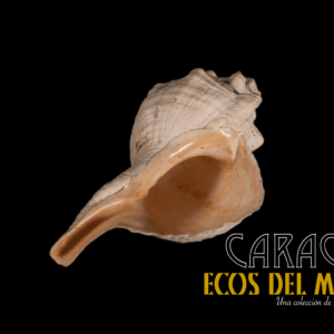 Caracol XL en Re, Versión 1.0 monolith