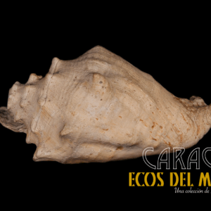 Caracol L (Grande) en Re, Versión 1.0 monolith