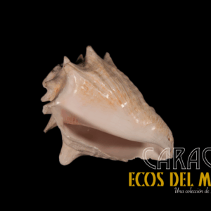 Caracol M (Mediano) en Fa, Versión 1.0 monolith