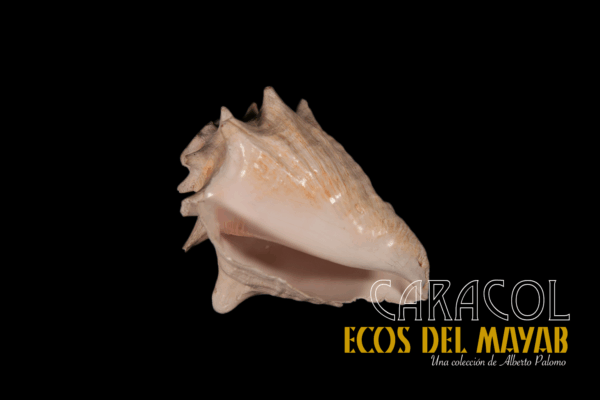 Caracol M (Mediano) en Fa, Versión 1.0 monolith