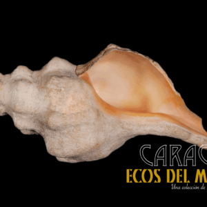 Caracol S (chico) en Si, Versión 1.0 monolith