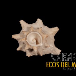 Caracol XS en Fa, Versión 1.0 monolith