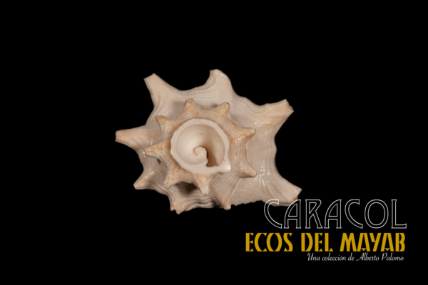 Caracol XS en Fa, Versión 1.0 monolith
