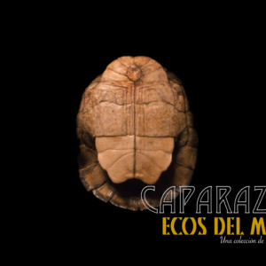 Caparazón de tortuga V1.0 monolith