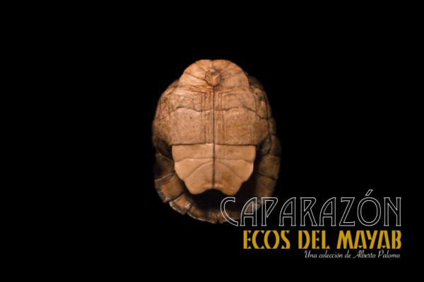 Caparazón de tortuga V1.0 monolith